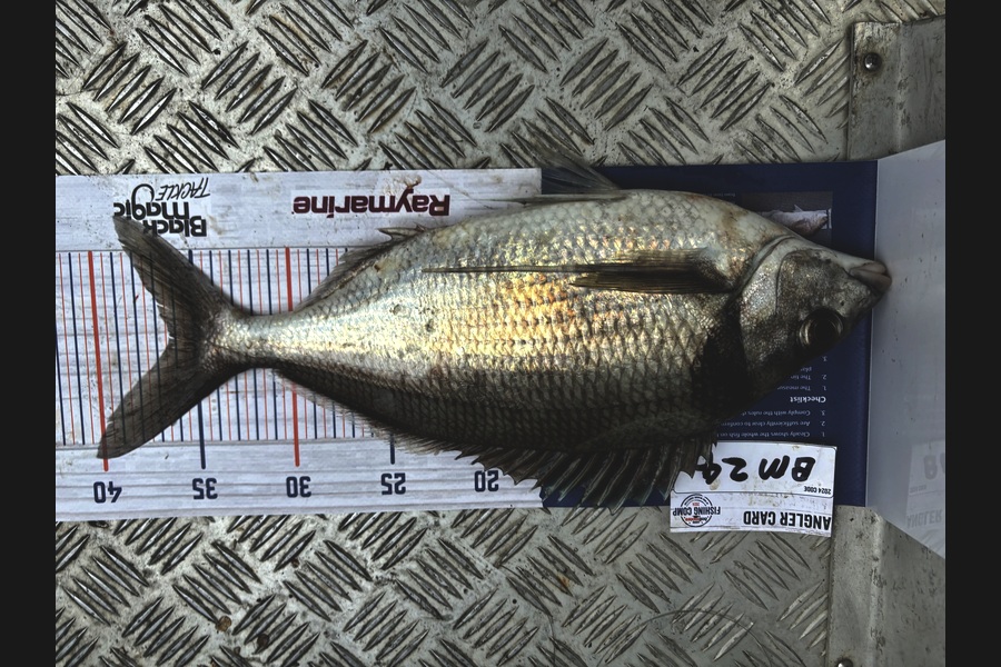 Jenny Rawson caught this 36.0cm Tarakihi at Otago during The Hirepool Baitmates Fishing Comp
