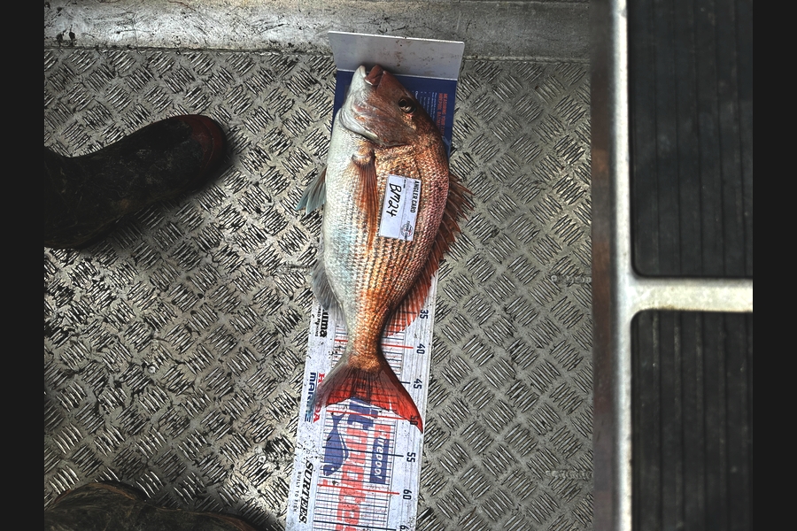 Matthew Grantham caught this 47.5cm Snapper at Wellington during The Hirepool Baitmates Fishing Comp