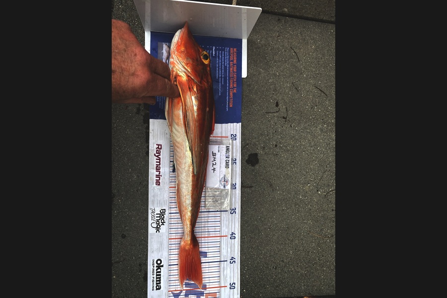 Rodney Owen caught this 47.5cm Gurnard at Wellington during The Hirepool Baitmates Fishing Comp