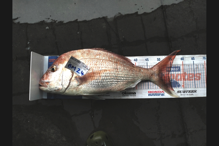 Allan Simons caught this 54.0cm Snapper at Taranaki during The Hirepool Baitmates Fishing Comp