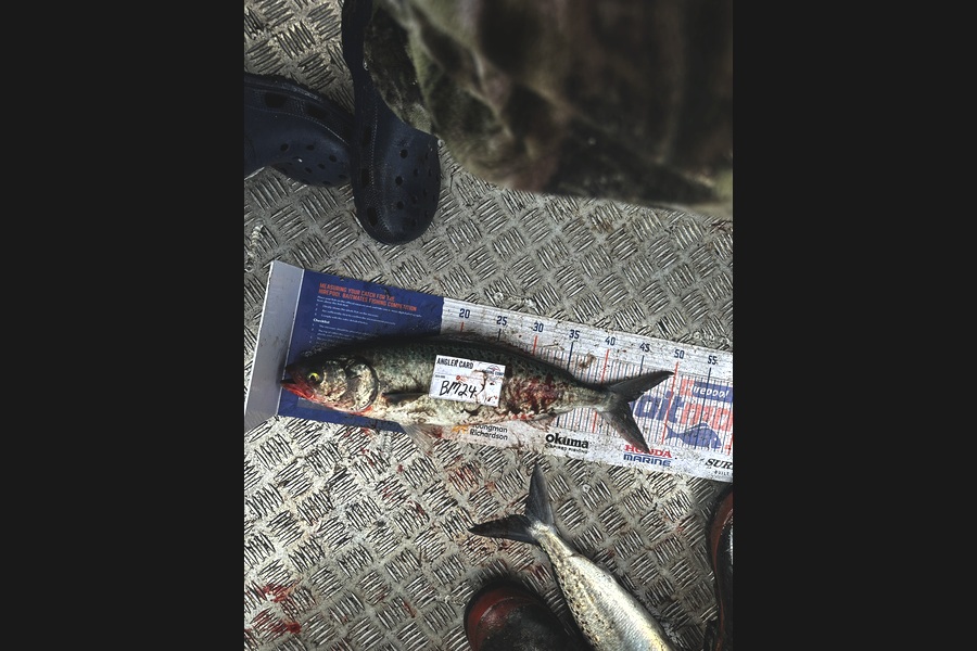 Ocean Walker caught this 43cm Kahawai at Wellington during The Hirepool Baitmates Fishing Comp