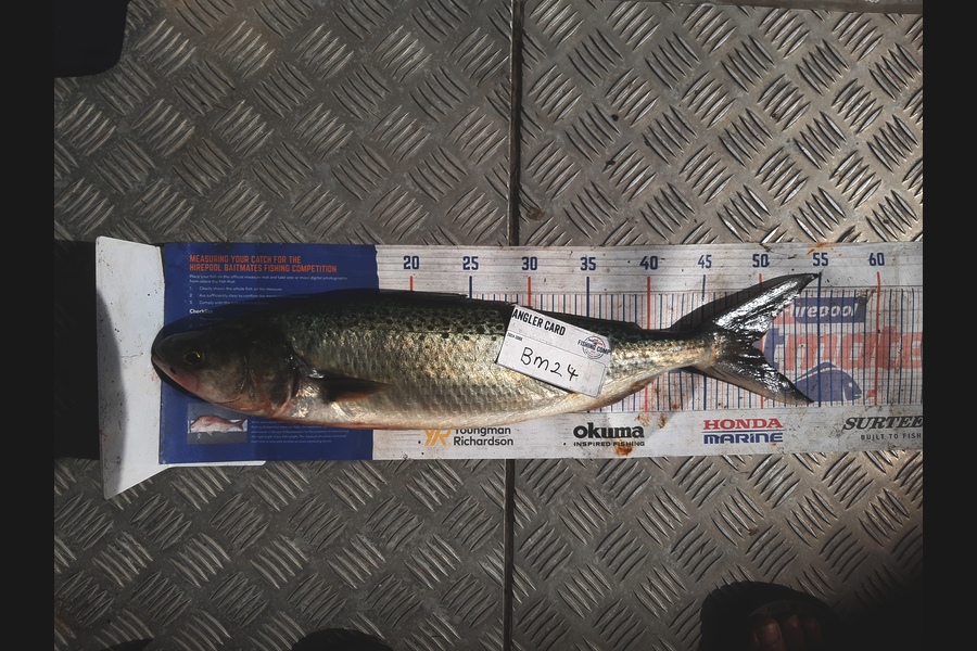 Clinton Emtage caught this 49.0cm Kahawai at Northland during The Hirepool Baitmates Fishing Comp