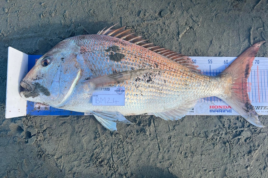 Samantha Sturt caught this 66.0cm Snapper at Manawatu during The Hirepool Baitmates Fishing Comp