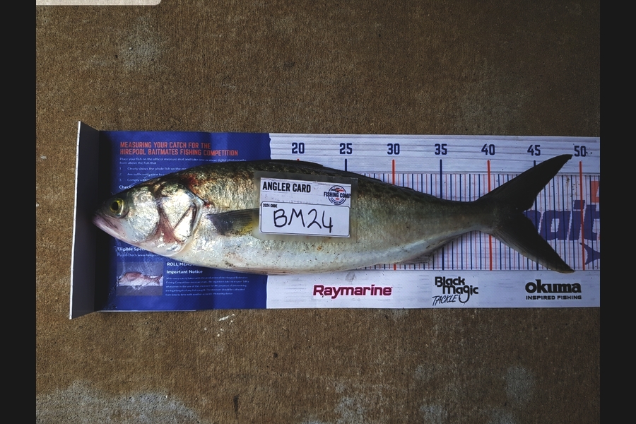 Stephen Nilsson caught this 43.5cm Kahawai at Auckland during The Hirepool Baitmates Fishing Comp