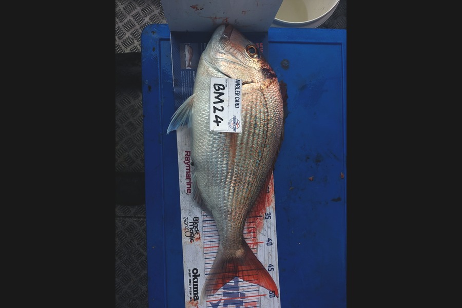 Brett Wilson caught this 46.0cm Snapper at Wellington during The Hirepool Baitmates Fishing Comp