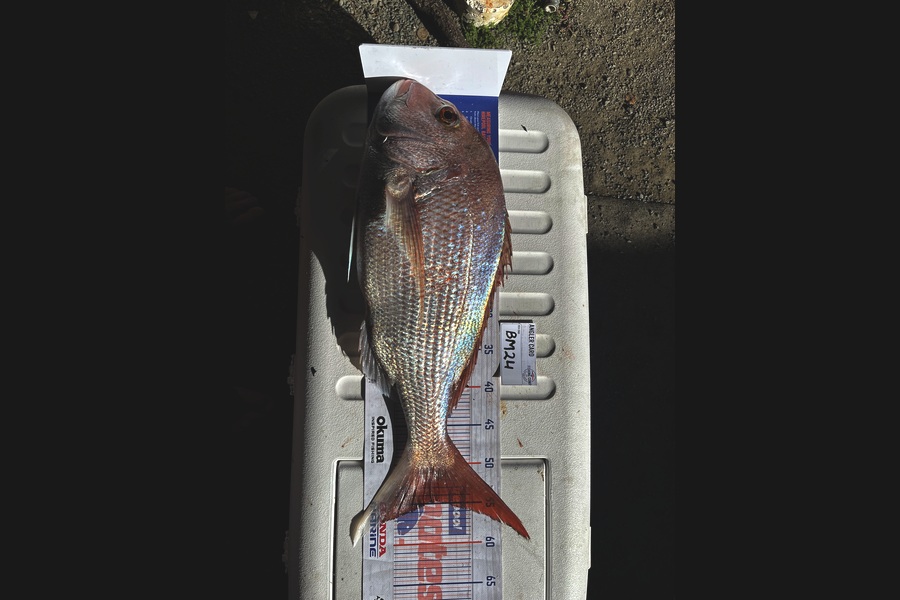 Harry Young caught this 54.5cm Snapper at Nelson/Marlborough during The Hirepool Baitmates Fishing Comp