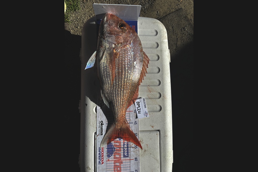 Laura Young caught this 50.5cm Snapper at Nelson/Marlborough during The Hirepool Baitmates Fishing Comp