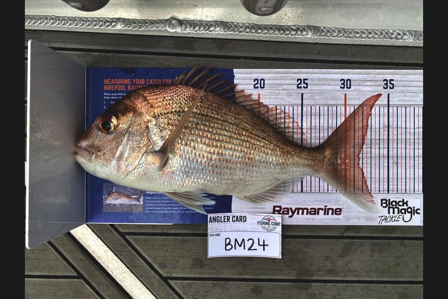 Courtney Gillard caught this 31.5cm Snapper at Coromandel during The Hirepool Baitmates Fishing Comp
