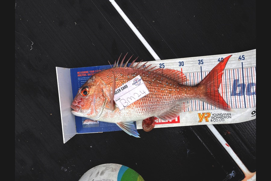 Blake Baird caught this 39.0cm Snapper at Coromandel during The Hirepool Baitmates Fishing Comp