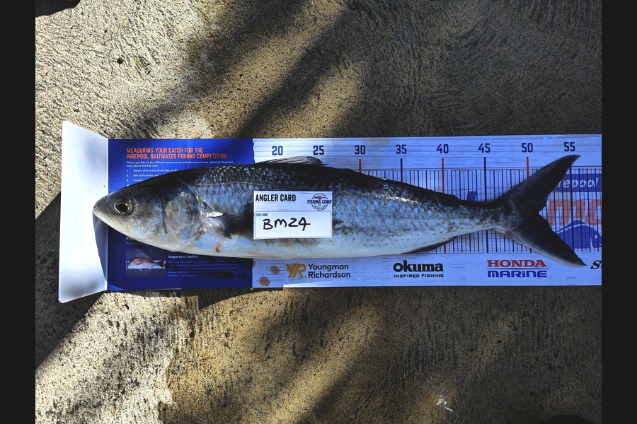 Hayden Roberts caught this 51.0cm Kahawai at Nelson/Marlborough during The Hirepool Baitmates Fishing Comp