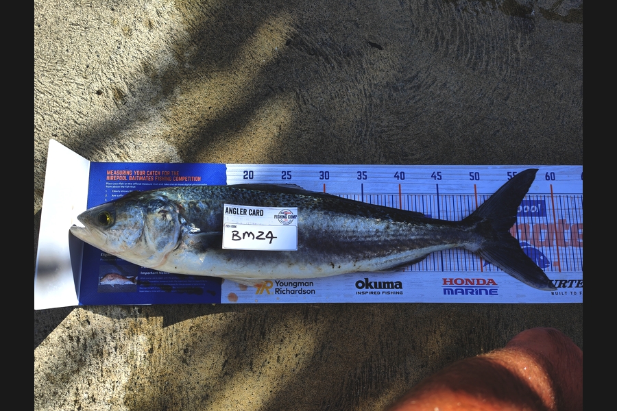 Amelia Roberts caught this 54.0cm Kahawai at Nelson/Marlborough during The Hirepool Baitmates Fishing Comp