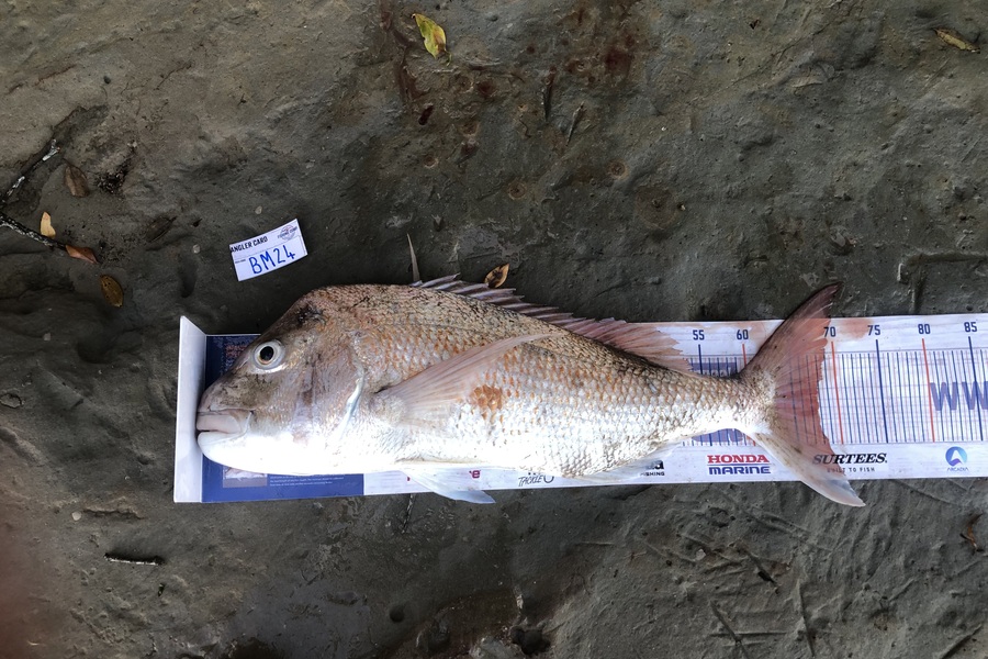 Mitchell Burkett caught this 67.5cm Snapper at Auckland during The Hirepool Baitmates Fishing Comp