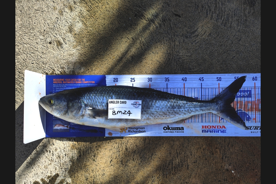 Aurora Roberts caught this 53.0cm Kahawai at Nelson/Marlborough during The Hirepool Baitmates Fishing Comp