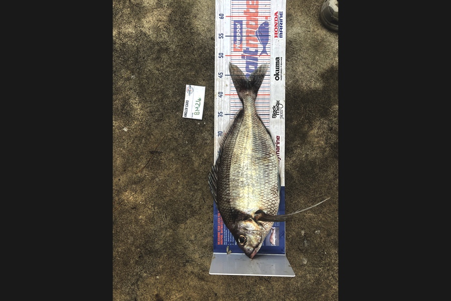Luke Slobbe caught this 44.0cm Tarakihi at Wellington during The Hirepool Baitmates Fishing Comp