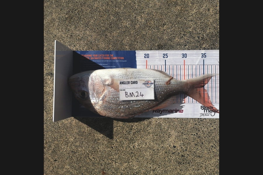 Kerry Williamson caught this 35.0cm Snapper at Bay of Plenty during The Hirepool Baitmates Fishing Comp