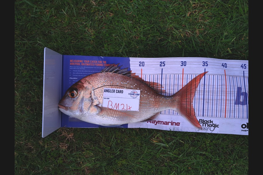 Josh Muller caught this 32.5cm Snapper at Coromandel during The Hirepool Baitmates Fishing Comp