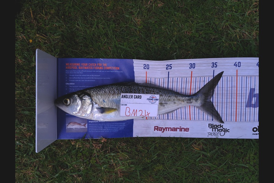 Josh Muller caught this 34.5cm Kahawai at Coromandel during The Hirepool Baitmates Fishing Comp