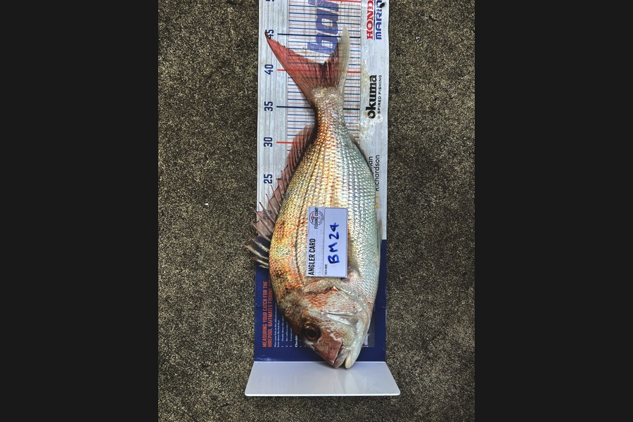 Steven Young caught this 40.5cm Snapper at Manawatu during The Hirepool Baitmates Fishing Comp