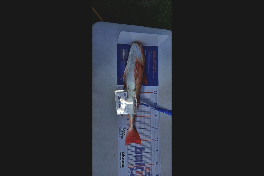 Trevor Hosking caught this 40.5cm Gurnard at Manawatu during The Hirepool Baitmates Fishing Comp
