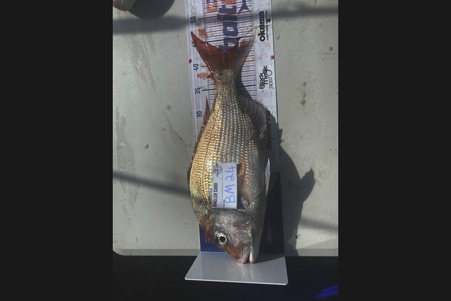 Andrew Russell caught this 42.5cm Snapper at Manawatu during The Hirepool Baitmates Fishing Comp