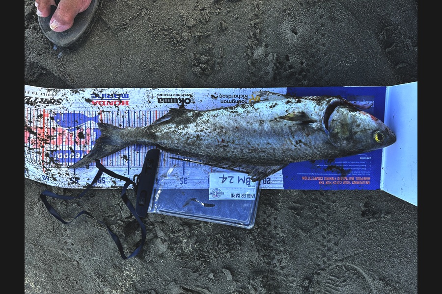 Dennis Body caught this 49.5cm Kahawai at Wellington during The Hirepool Baitmates Fishing Comp