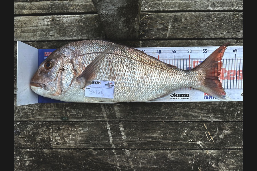 Potaua Farrell caught this 59.0cm Snapper at Bay of Plenty during The Hirepool Baitmates Fishing Comp
