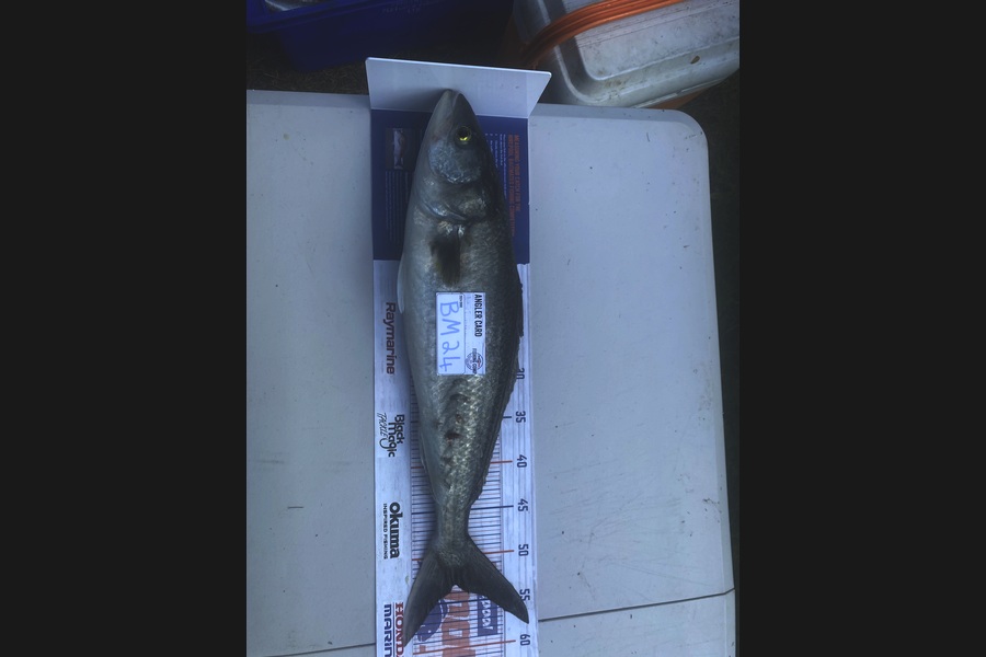 Andrew Russell caught this 53.0cm Kahawai at Manawatu during The Hirepool Baitmates Fishing Comp