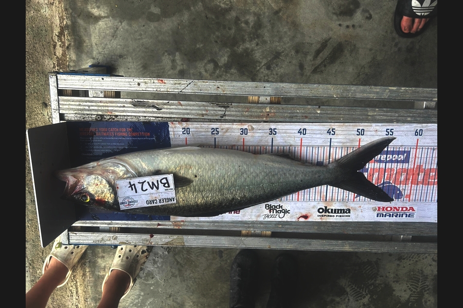 Matthew Robinson caught this 50.0cm Kahawai at Wairarapa
 during The Hirepool Baitmates Fishing Comp