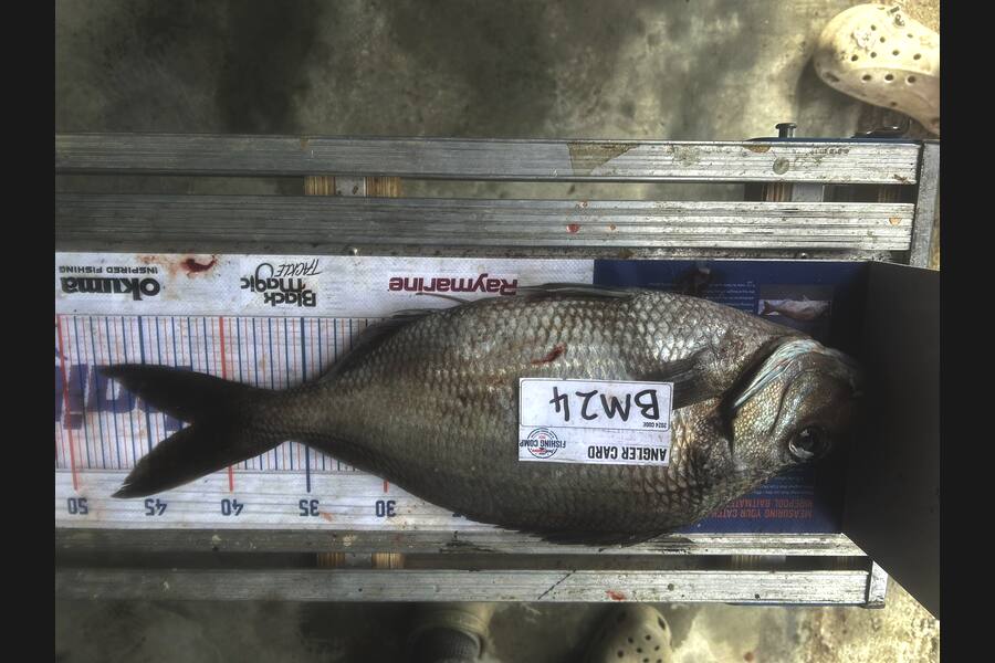Matthew Robinson caught this 42.0cm Tarakihi at Wairarapa
 during The Hirepool Baitmates Fishing Comp