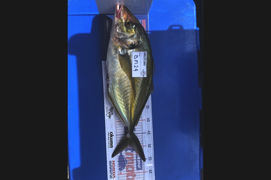 Wade Callander caught this 49.0cm Trevally at Taranaki during The Hirepool Baitmates Fishing Comp