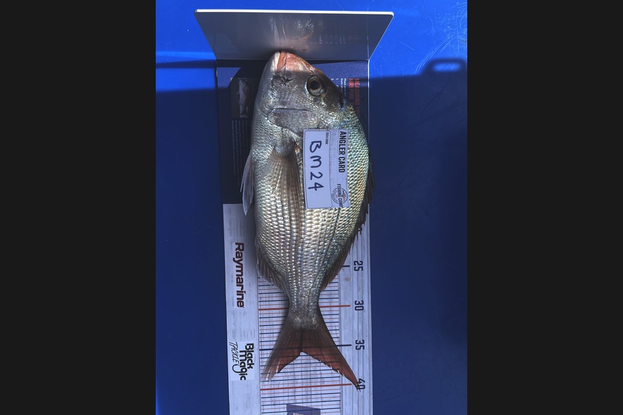 Wade Callander caught this 35.5cm Snapper at Taranaki during The Hirepool Baitmates Fishing Comp