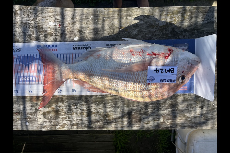 Tony Martin caught this 49.5cm Snapper at Wellington during The Hirepool Baitmates Fishing Comp