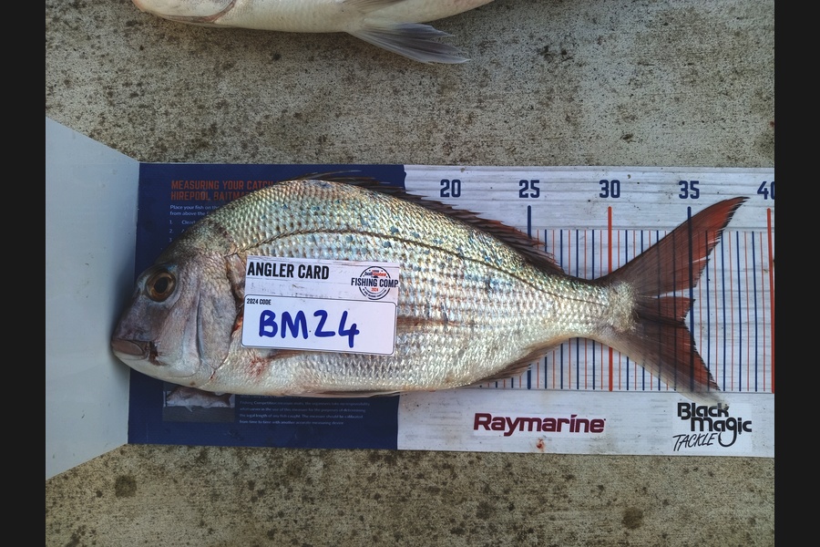 Cooper Rosson caught this 34.5cm Snapper at Wellington during The Hirepool Baitmates Fishing Comp