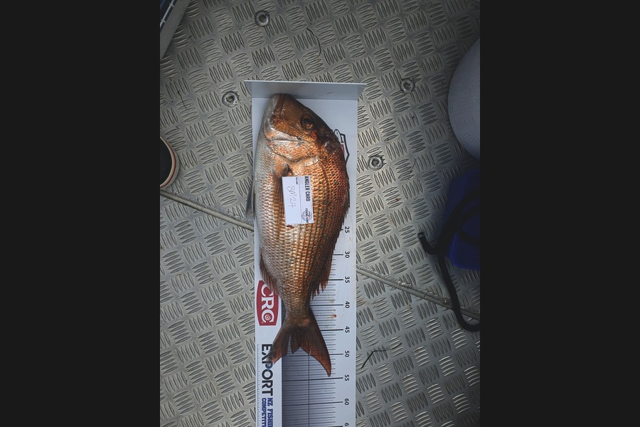 James Bailey caught this 48.0cm Snapper at Bay of Plenty during The Hirepool Baitmates Fishing Comp