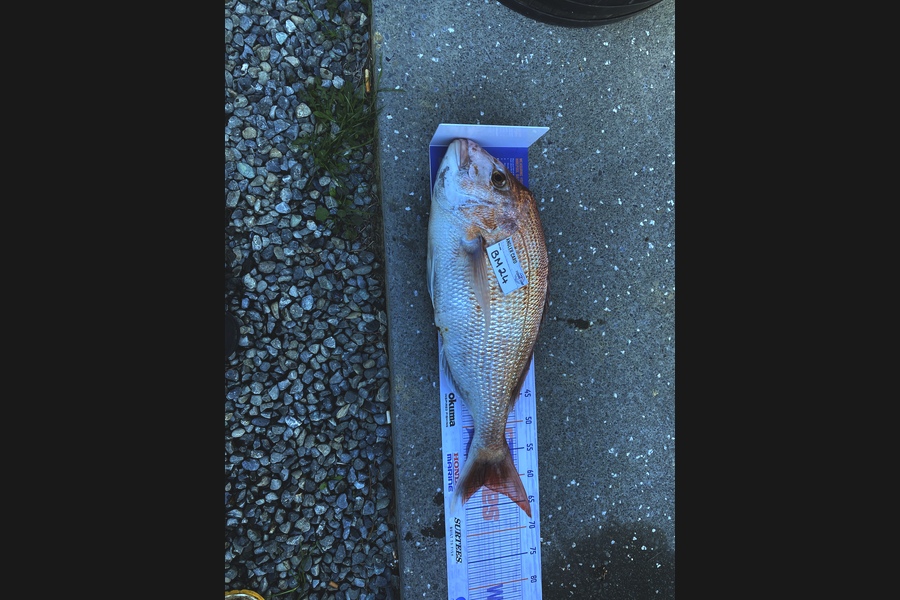 Tony Gibson caught this 60.5cm Snapper at Nelson/Marlborough during The Hirepool Baitmates Fishing Comp