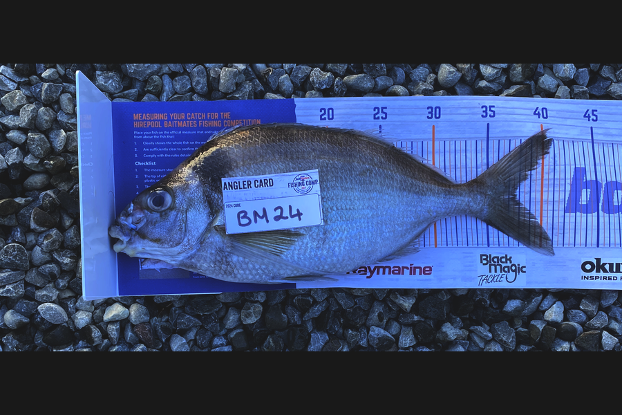 Tony Gibson caught this 37.5cm Tarakihi at Nelson/Marlborough during The Hirepool Baitmates Fishing Comp