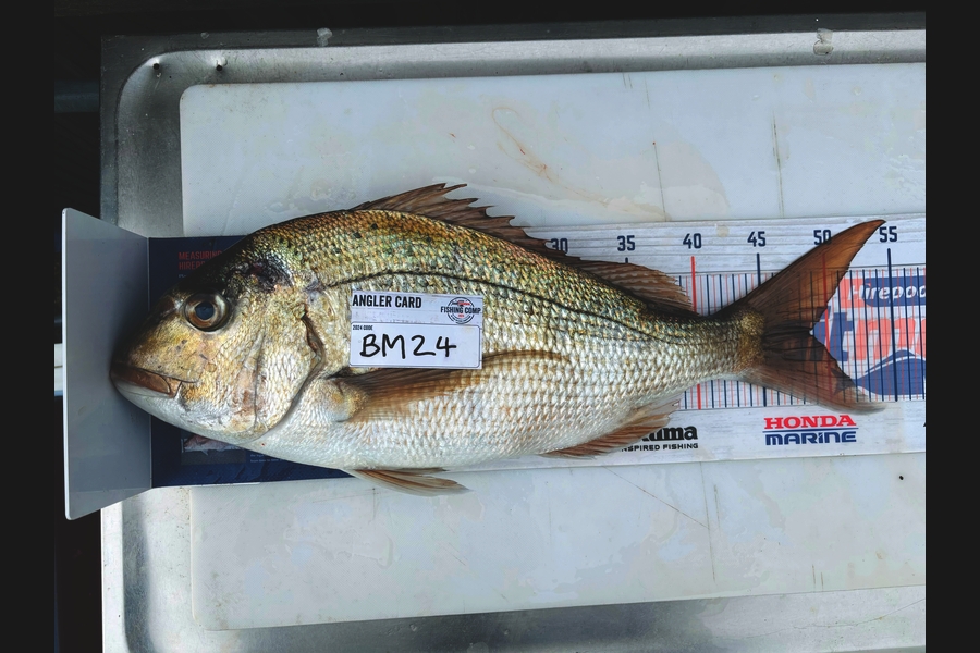 Koby Brunsden caught this 48.5cm Snapper at Bay of Plenty during The Hirepool Baitmates Fishing Comp