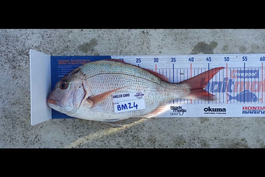 Cameron Rosson caught this 43.5cm Snapper at Wellington during The Hirepool Baitmates Fishing Comp