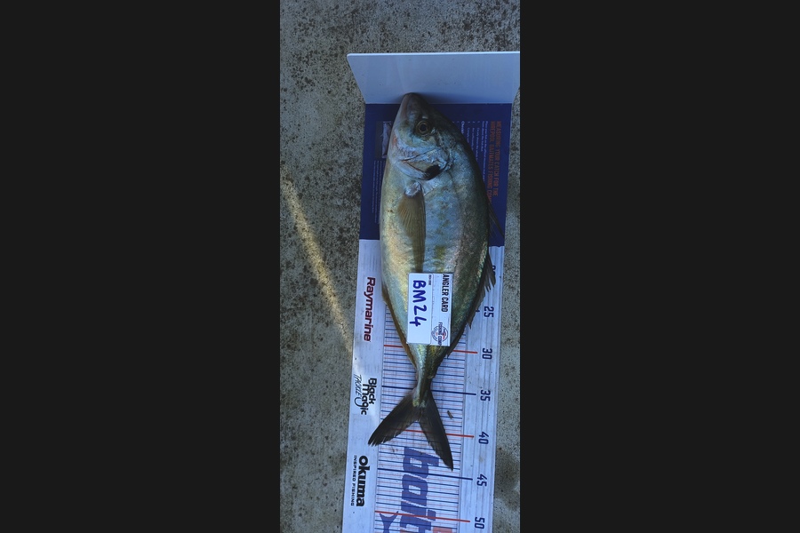 Cameron Rosson caught this 38.5cm Trevally at Wellington during The Hirepool Baitmates Fishing Comp