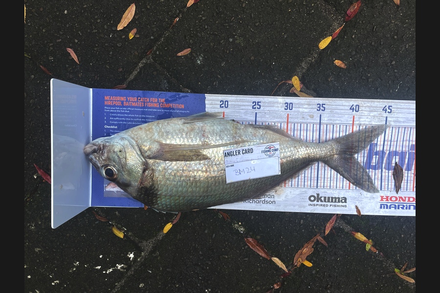 Isabell Zitzelsberger caught this 40.0cm Tarakihi at Bay of Plenty during The Hirepool Baitmates Fishing Comp