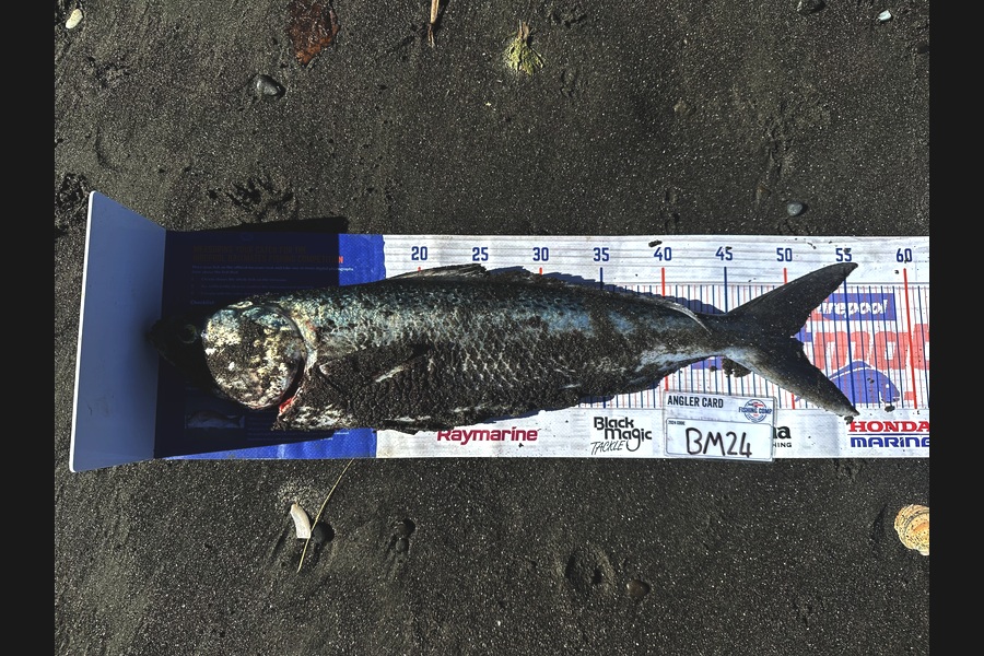Ozias Sullivan-Richards caught this 48cm Kahawai at Manawatu during The Hirepool Baitmates Fishing Comp