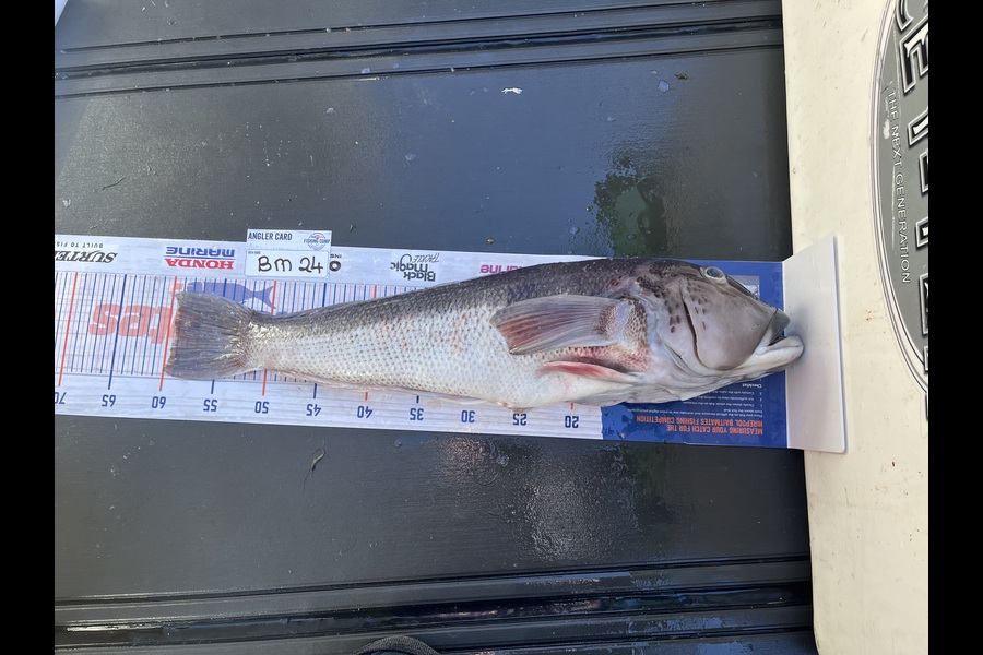 Mark Milligan caught this 59cm Blue Cod at Canterbury during The Hirepool Baitmates Fishing Comp