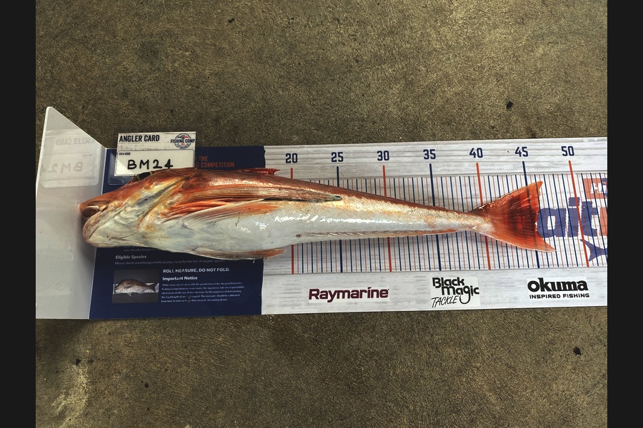 Hayden Tinsley caught this 45.0cm Gurnard at Manawatu during The Hirepool Baitmates Fishing Comp