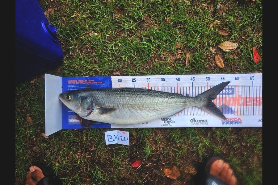 Tamaiti Kani caught this 51.5cm Kahawai at Waikato during The Hirepool Baitmates Fishing Comp