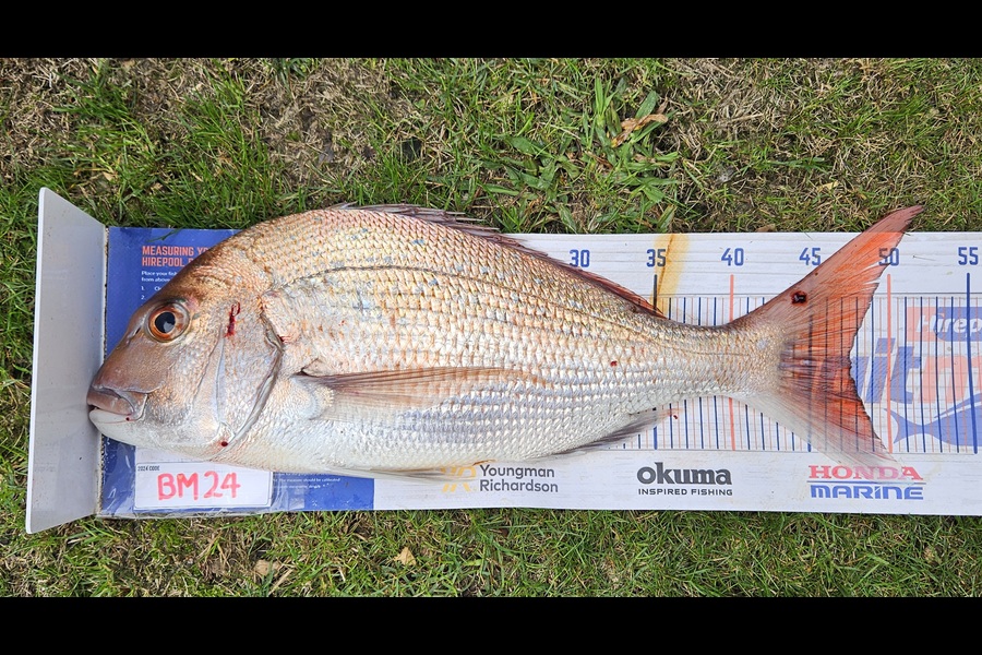 Dylan Harding caught this 47.5cm Snapper at Wellington during The Hirepool Baitmates Fishing Comp