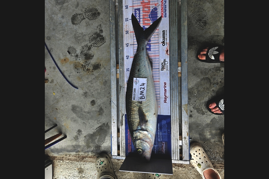 Constantin Ptilidi caught this 50.0cm Kahawai at Wairarapa
 during The Hirepool Baitmates Fishing Comp