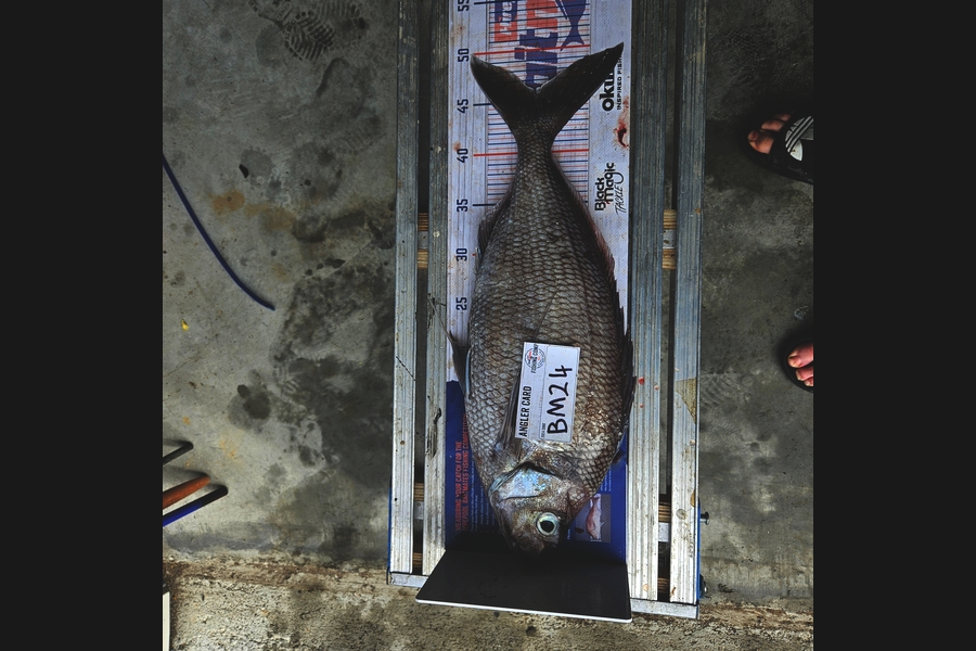 Constantin Ptilidi caught this 45.5cm Tarakihi at Wairarapa
 during The Hirepool Baitmates Fishing Comp