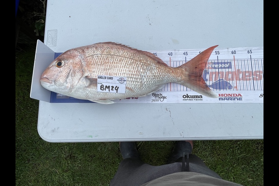 Victor Hohepa caught this 49.5cm Snapper at Waikato during The Hirepool Baitmates Fishing Comp