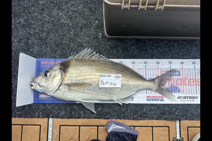 Jude Carstairs caught this 52.0cm Tarakihi at Canterbury during The Hirepool Baitmates Fishing Comp