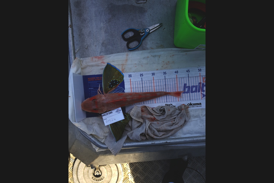 Carolyn Rose caught this 41.0cm Gurnard at Nelson/Marlborough during The Hirepool Baitmates Fishing Comp
